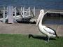 pelicans 007
